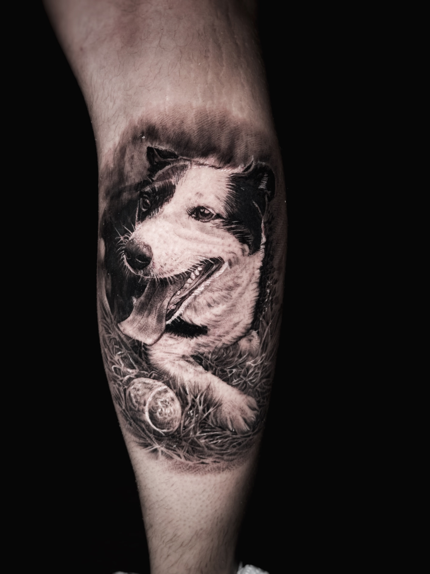 Black and grey border collie pet portrait with tennis ball